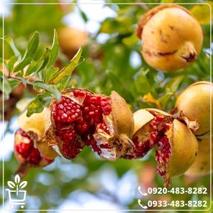 خرید نهال انار سفید