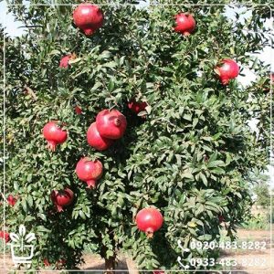 قیمت نهال انار سیاه