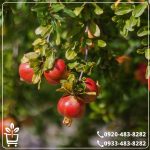 خرید نهال انار سیاه