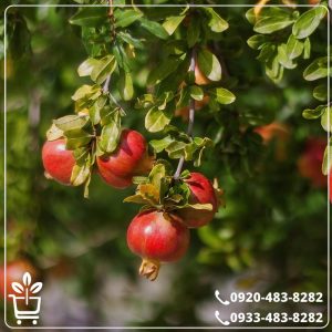 خرید نهال انار سیاه