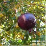 قیمت نهال انار سیاه دانه اصل