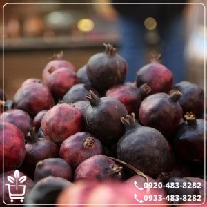 خرید نهال انار سیاه دانه اصل