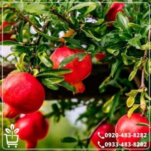 قیمت نهال انار پایه کوتاه