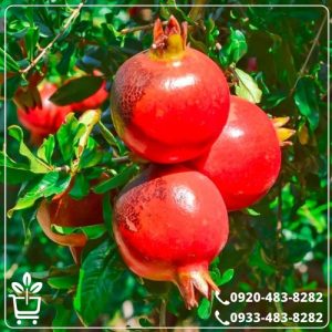 خرید نهال انار پایه کوتاه