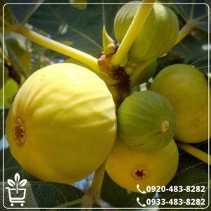 آبیاری نهال انجیر استهبان