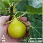 خرید نهال انجیر استهبان