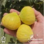 قیمت نهال انجیر استهبان