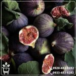 کاشت و آبیاری نهال انجیر ترکیه