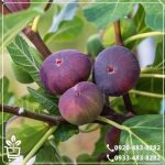 خرید نهال انجیر ترکیه