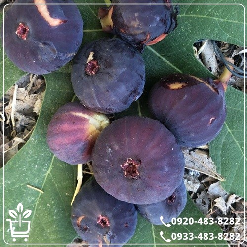 قیمت نهال انجیر ترکیه