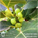 قیمت نهال انجیر دیم