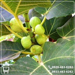 قیمت نهال انجیر دیم