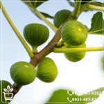 خرید نهال انجیر دیم