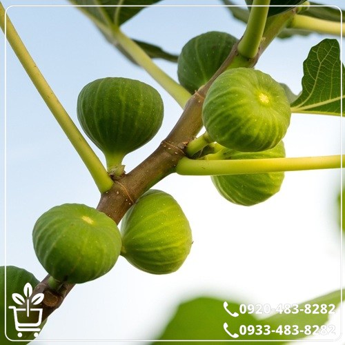 خرید نهال انجیر دیم