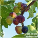 خرید نهال انجیر سه فصل