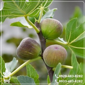 قیمت نهال انجیر سه فصل