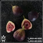 خرید نهال انجیر سیاه