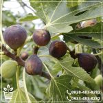 قیمت نهال انجیر سیاه