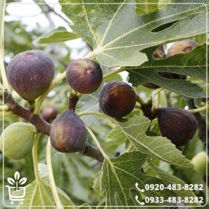 قیمت نهال انجیر سیاه