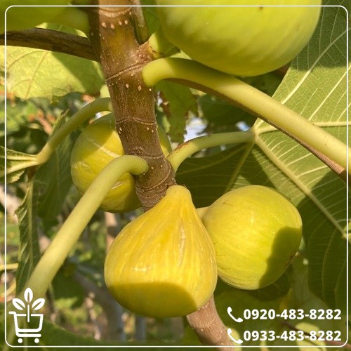 قیمت نهال انجیر عسلی