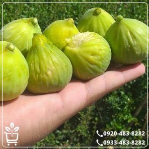 خرید نهال انجیر عسلی