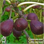 قیمت نهال انجیر قرمز فرانسوی