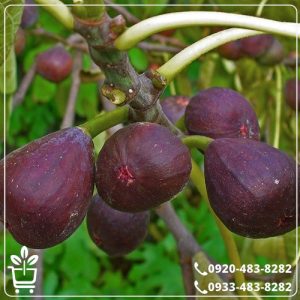 قیمت نهال انجیر قرمز فرانسوی