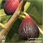 خرید نهال انجیر قرمز فرانسوی