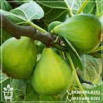 خرید نهال انجیر گلابی سفید