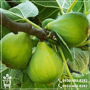 خرید نهال انجیر گلابی سفید