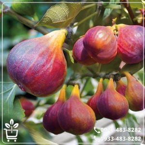 قیمت نهال انجیر یزدی