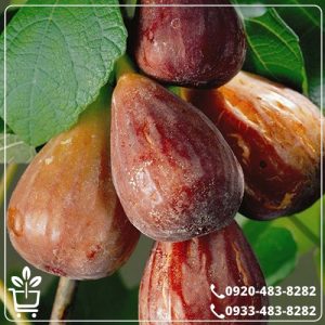 خرید نهال انجیر یزدی