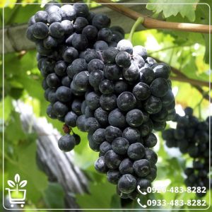 قیمت نهال انگور بلک سیدلس