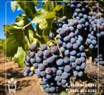 خرید نهال انگور بلک سیدلس