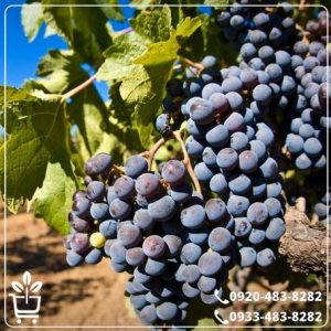 خرید نهال انگور بلک سیدلس
