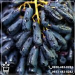 خرید نهال انگور بلک فینگر