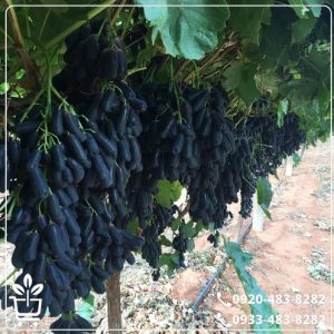 قیمت نهال انگور بلک فینگر