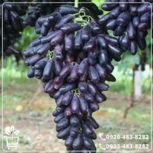 کاشت نهال انگور بلک فینگر
