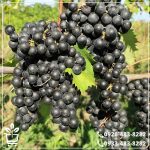 خرید نهال انگور بلک ویلیام