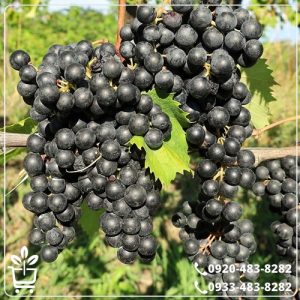 خرید نهال انگور بلک ویلیام