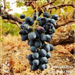 قیمت نهال انگور بلک ویلیام