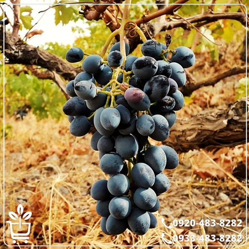 قیمت نهال انگور بلک ویلیام
