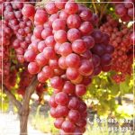 خرید نهال انگور بیدانه قرمز