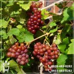 قیمت نهال انگور بیدانه قرمز