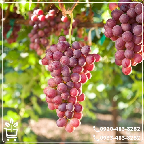 کاشت نهال انگور بیدانه قرمز