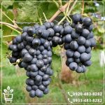 خرید نهال انگور ترکمن 4