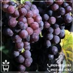 قیمت نهال انگور ترکمن 4