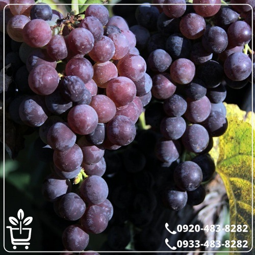 قیمت نهال انگور ترکمن 4