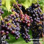 کاشت نهال انگور ترکمن 4