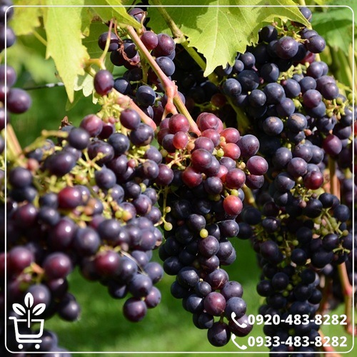 کاشت نهال انگور ترکمن 4